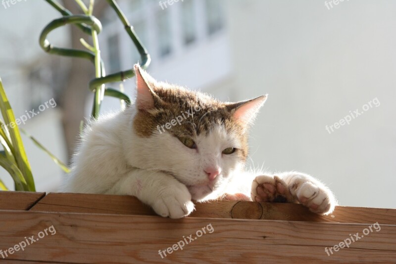 Cat Istanbul Tabby Cat Orange Cat Potted The Cat