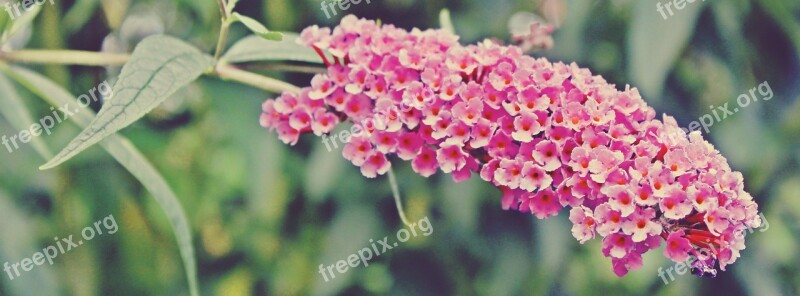 Butterfly Bush Bush Plant Pink Summer Lilac