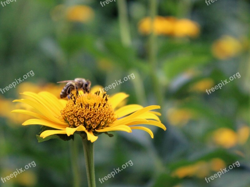 Flower Yellow Blossom Bloom Yellow Flower