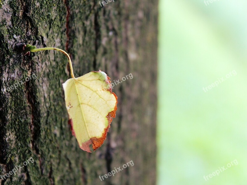 Leaf Tree Log Green Leaves