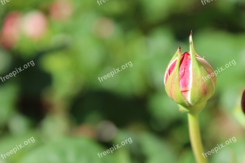 Rose Rose Bloom Bud Nature Plant