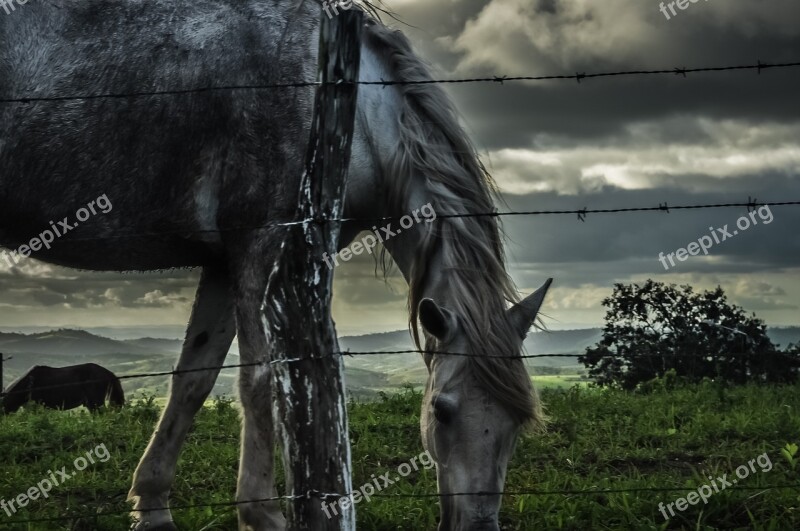 Field Horse Horse Farm Free Photos