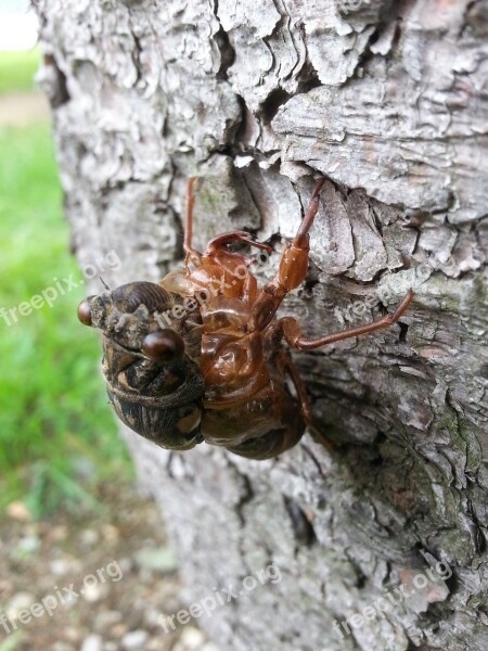 Cicada Nature Ecdysis Insects Fix