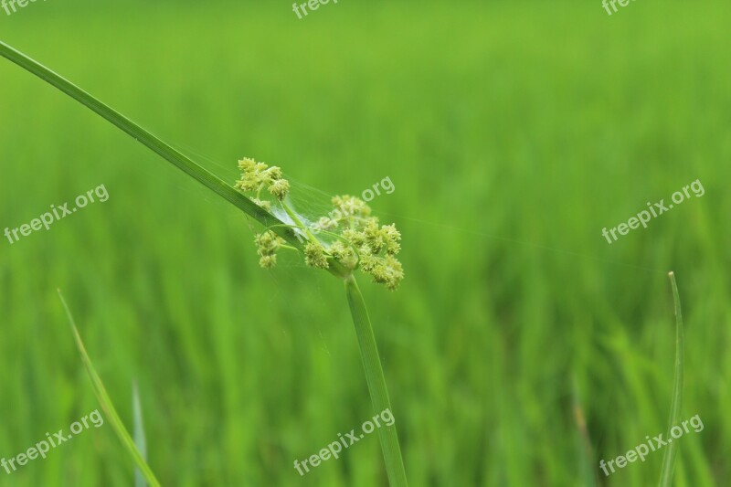 Spider Web Plant Rice Field Grass