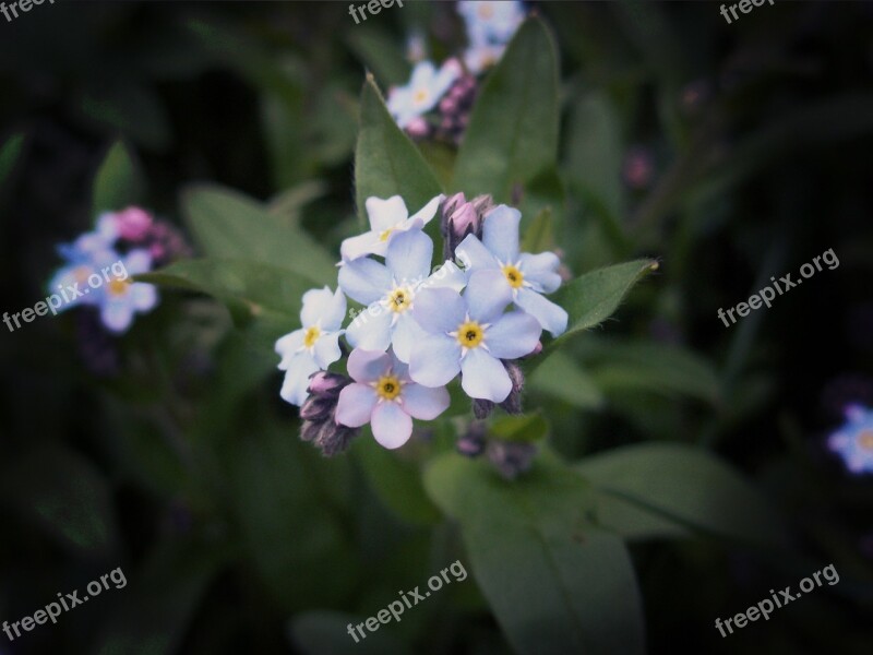 Blue Purple Nature Summer Violet