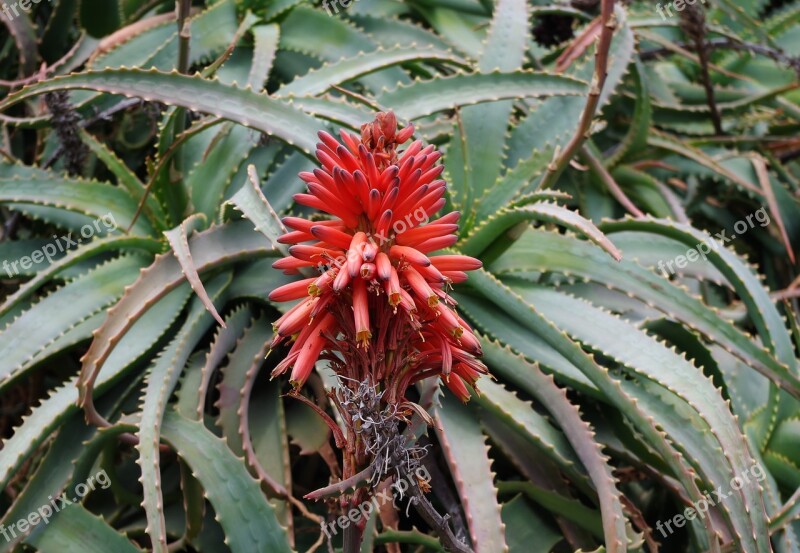 Aloe Arborescens Krantz Aloe Candelabra Aloe Inflorescence Blossom