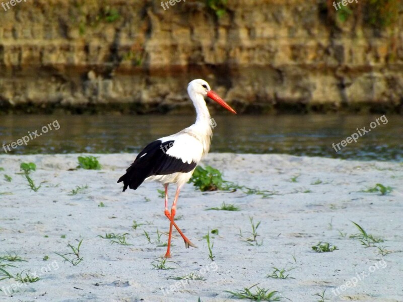 Stork Birds Sand Vegetation Water