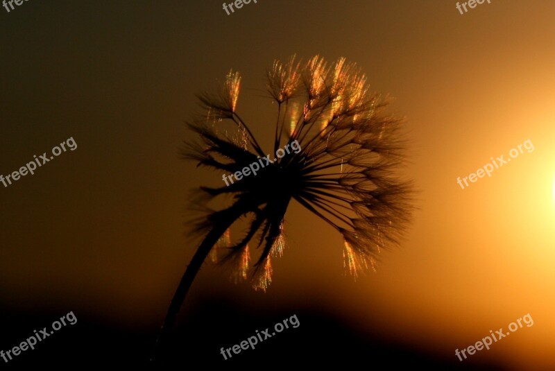 Dandelion East Sun Shine Silhouette