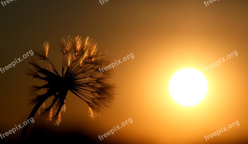 Dandelion East Sun Shine Silhouette