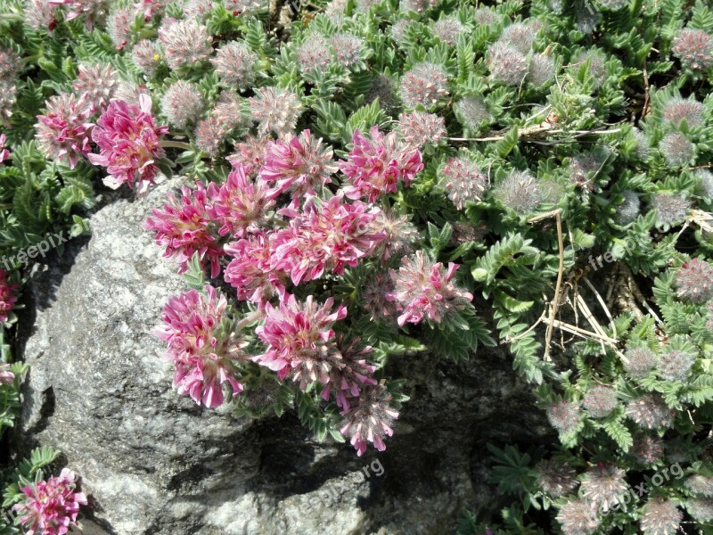 Anthyllis Montana Subsp Jacquinii Botanical