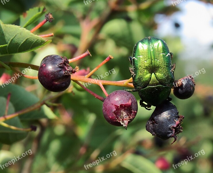 Amelanchier Ovalis Rose Chafer Snowy Mespilus Serviceberry Green Rose Chafer