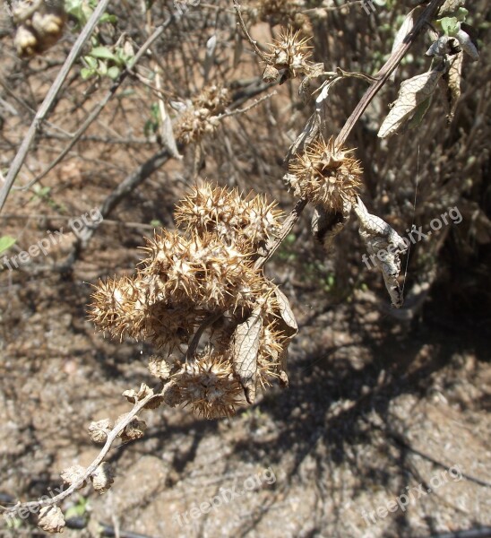 Ambrosi Chenopodiifolia San Diego Bursage San Diego Bur Ragweed Flora Plant