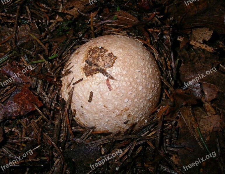 Amanita Muscaria Fly Agaric Fly Amanita Specimen Growing