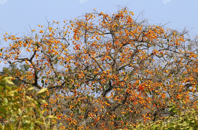 Natural Fruit Trees Persimmon Orange Orange Fruit