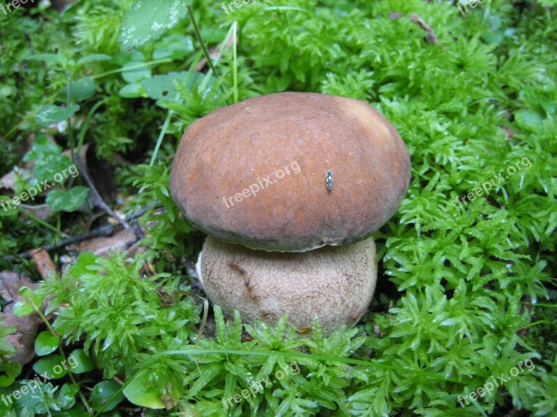 Mushroom Forest Nature White Mushroom Free Photos