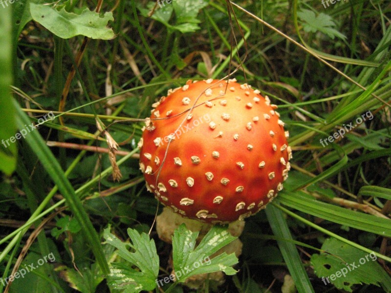 Amanita Mushroom Forest Free Photos