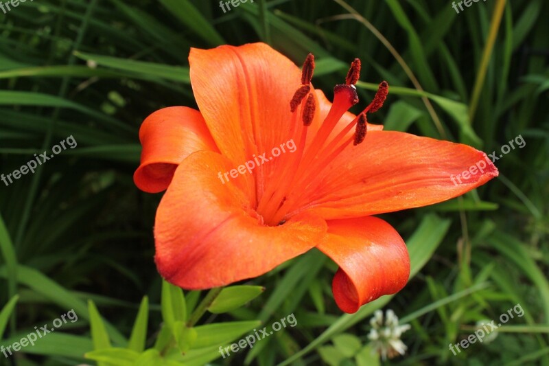 Red Flower Flower Petal Stamen Pistil