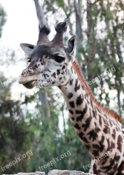 Giraffe Zoo Wildlife Cute Africa