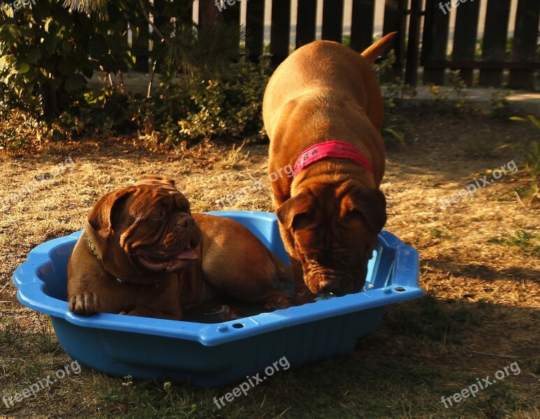 Dog Big Dog Puppy Dogue De Bordeaux Dog De Bordeaux