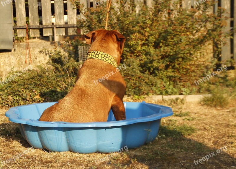 Dog Big Dog Puppy Puppyes Dogue De Bordeaux