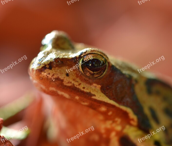 Frog Toad Amphibians Animals Close Up