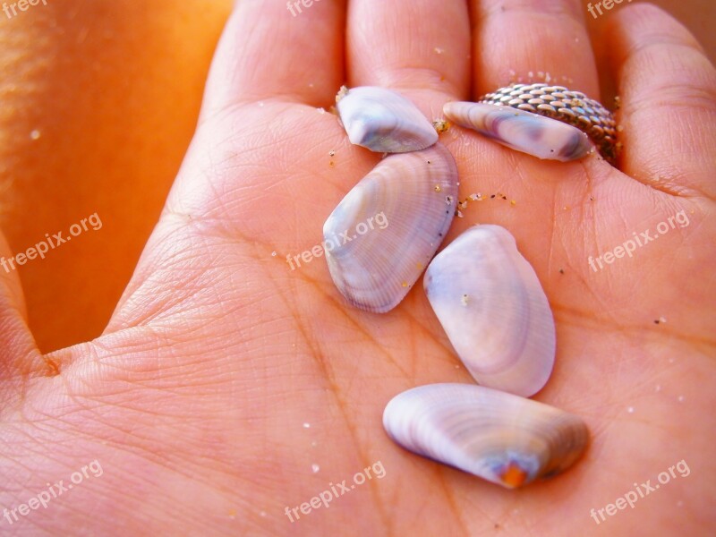 Sea Shell Hand Summer Ring