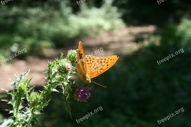 Fuchs Butterfly Thistle Butterflies Summer