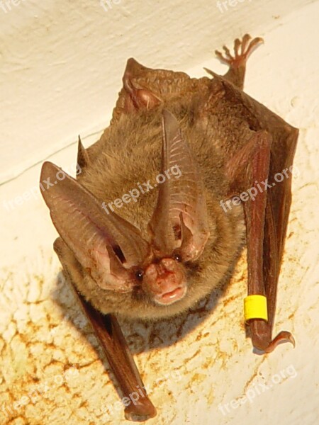 Bat Looking Mammal Wildlife Wings