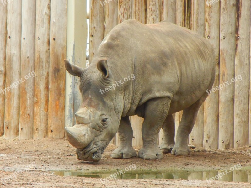 Rhinoceros Animals Zoo Free Photos