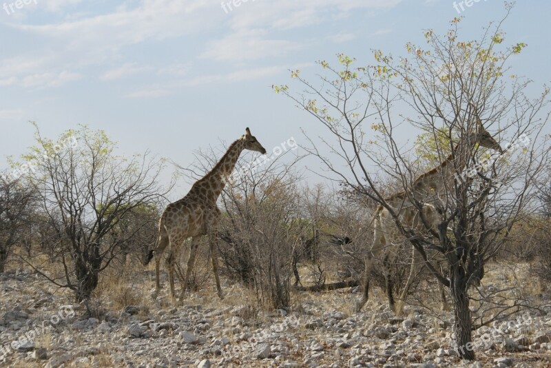 Animal Giraffe Safari Africa Namibia