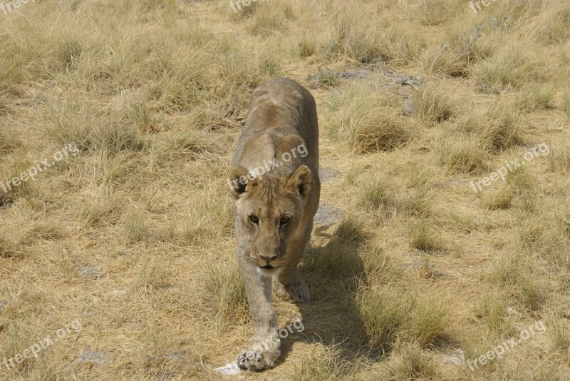 Lioness Frontal Africa Mammal Lion