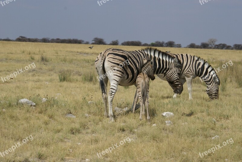 Zebras Steppe Africa Striped Mammals