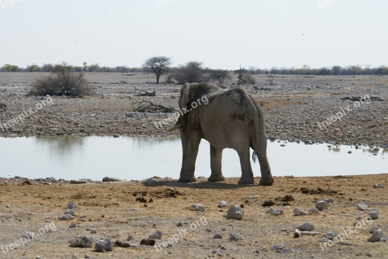 Elephant Namibia Watering Hole National Park Free Photos