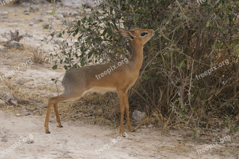 Africa Antelope Safari Namibia Wild