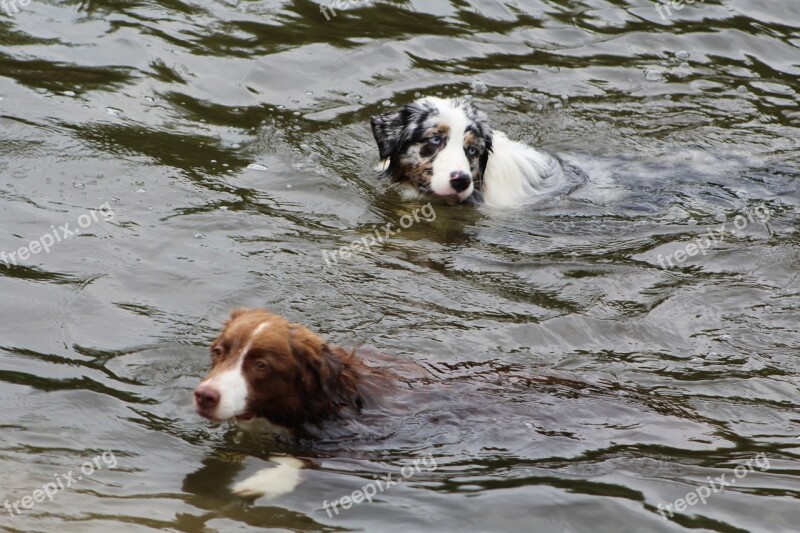 Dogs Dog In The Water Swim Play Sport