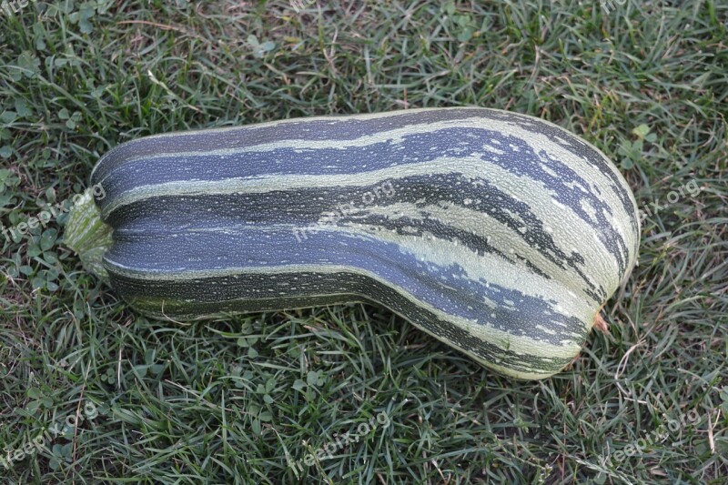 Garden Vegetables Zucchini Free Photos