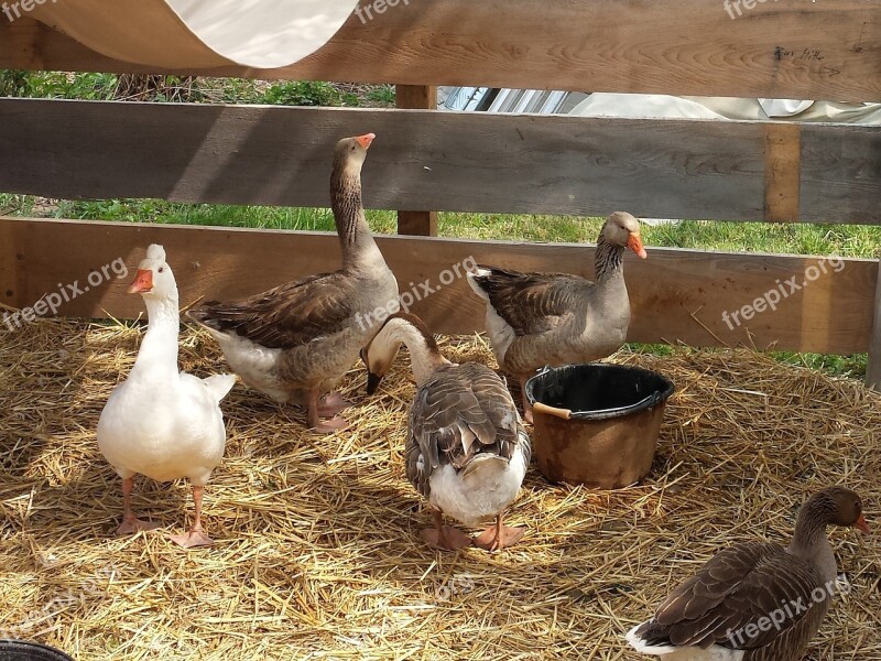 Geese Farm Poultry Goose Free Photos