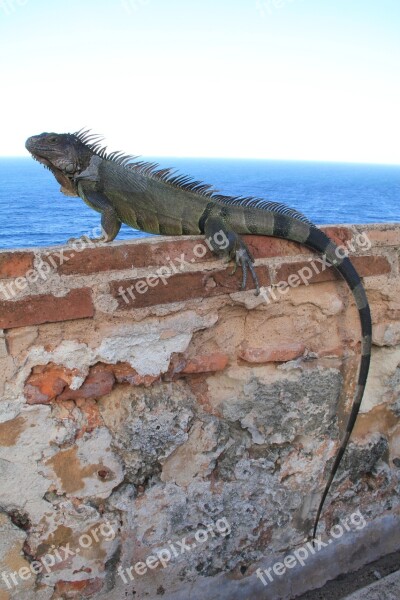 Iguana Wall Reptile Lizard Nature