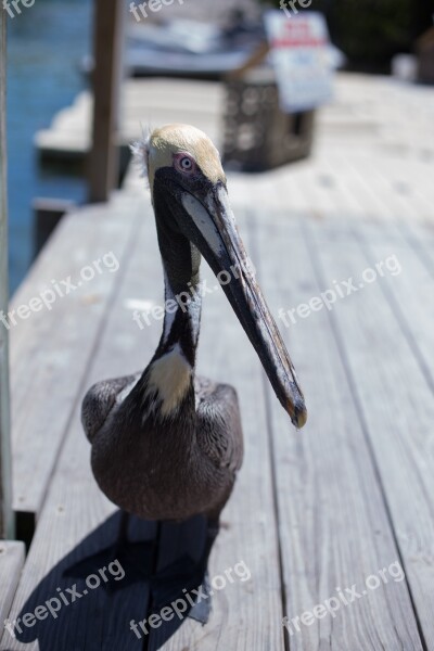 Bird Florida Deck Shadow Free Photos