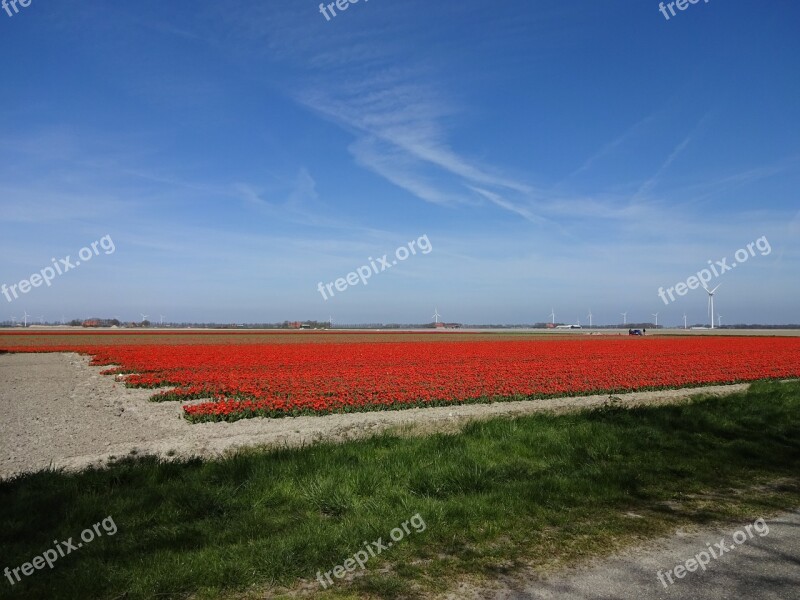 Spring Tulip Field Blue Sky Free Photos