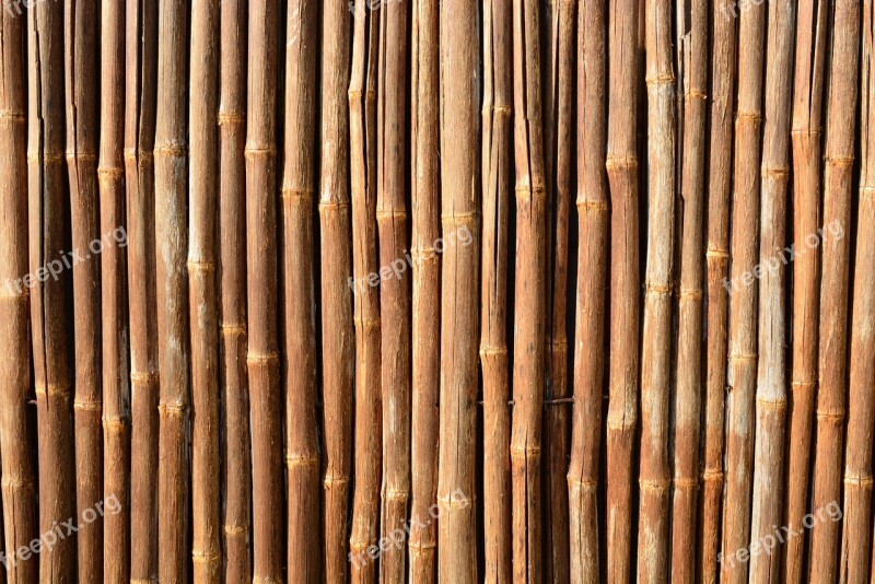 Bamboo Tropical Natural Branch Outdoor