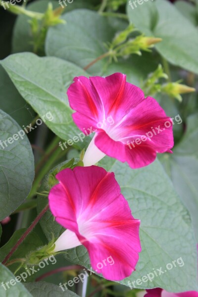 Morning Glory Vine Flowers Free Photos