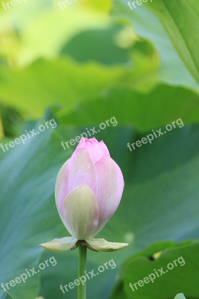 Lotus Bud Flowers Pond Aquatic Plant