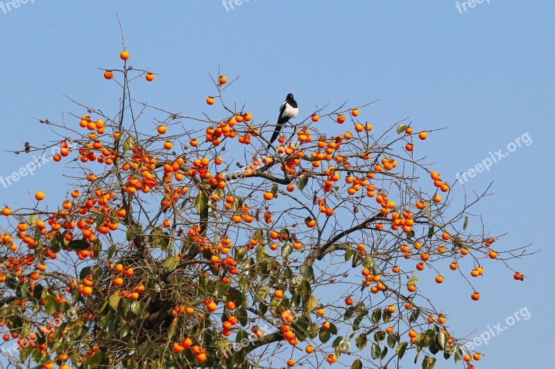 Magpie Bird Natural Fruit Trees Persimmon