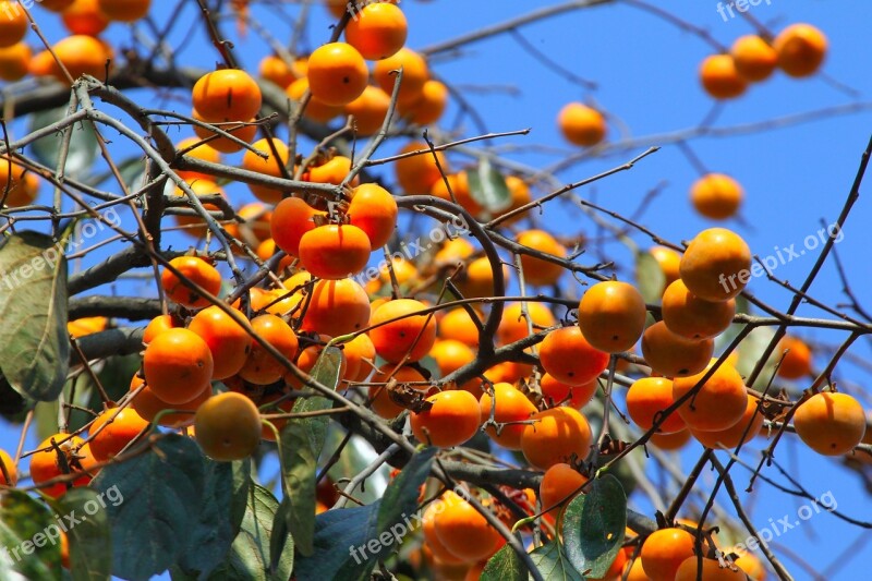 Natural Fruit Trees Persimmon Orange Fruit Tree