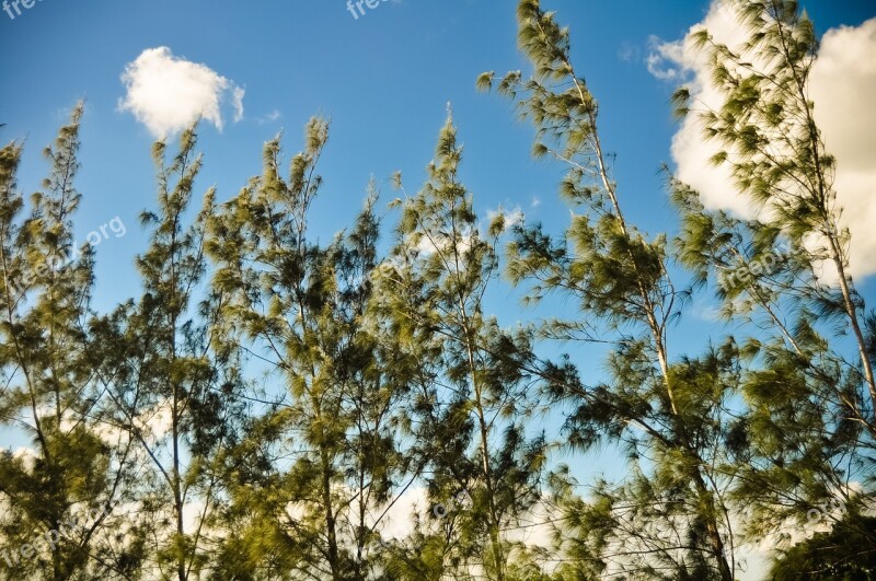 Eucalyptus Trees Green Horizon Sky