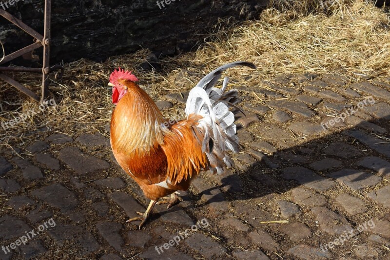 Chicken Cockerel Poultry Farm Hen