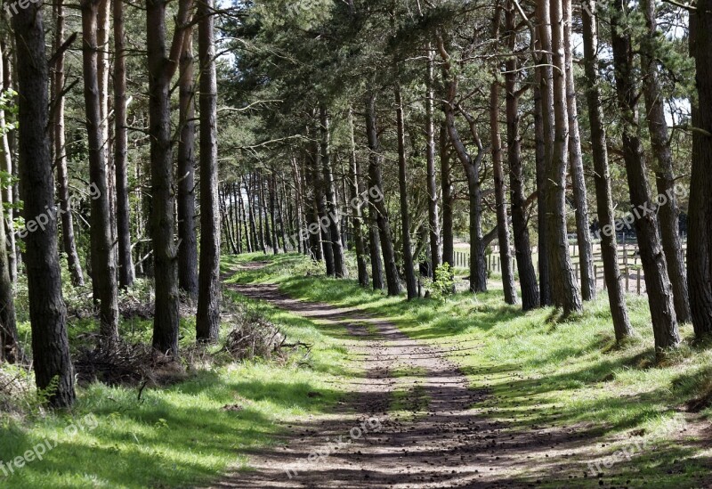 Woodland Forest Nature Tree Landscape