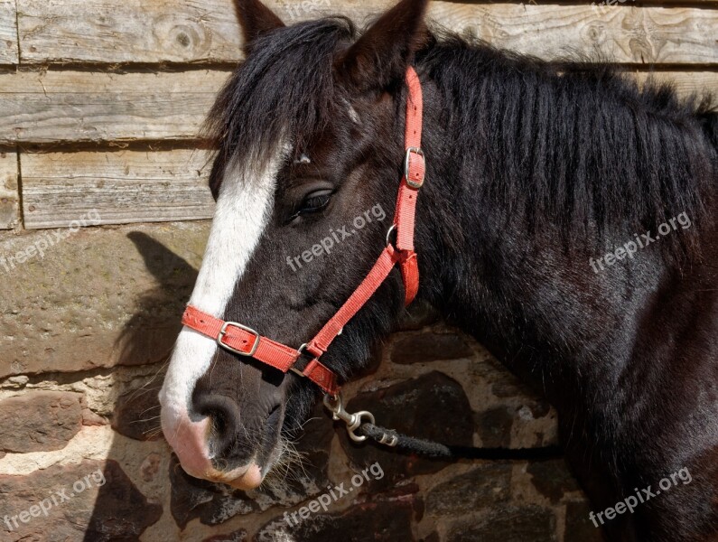 Horse Bridle Animal Horseback Farm