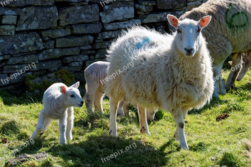 Lamb Sheep Grass Farm Nature